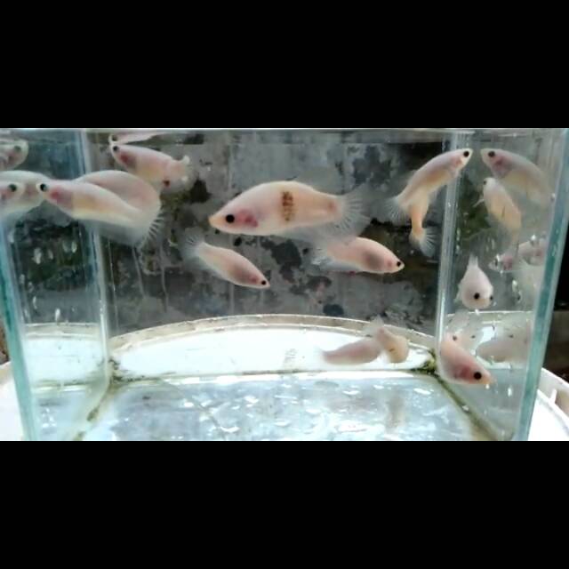 Cupang selo /celo / cendolan