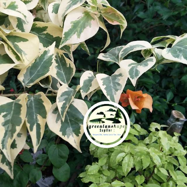 Tanaman hias bougenville varigata orange - kuning - bogenvil- bogenville SPECIAL