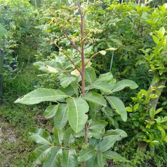 tanaman kelengkeng matalada L(besar)