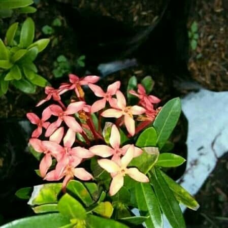 Tanaman asoka jepang - bunga merah - bunga merah - mini bunga asoka