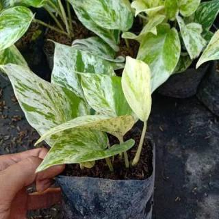 Tanaman hias Sirih Gading Putih / Marble Queen Pothos ...