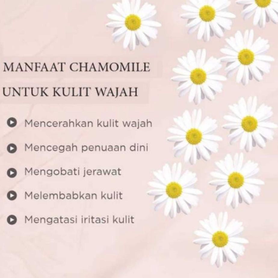 

☈ Teh Camomile Atasi Jerawat Anti Insomnia Chamomile Tea / Teh Bunga Chamomile Herbal Alami あ