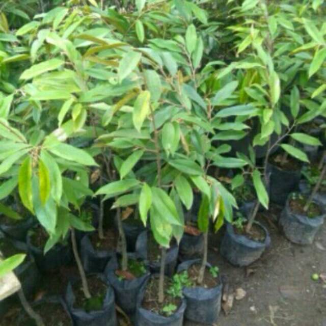 2 tanaman buah durian musang king / dapat 2 buah durian musang king