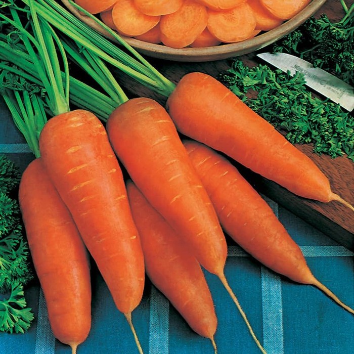 Benih Bibit Biji - Carrot Chantenay Red Cored 2 Wortel Seeds - IMPORT