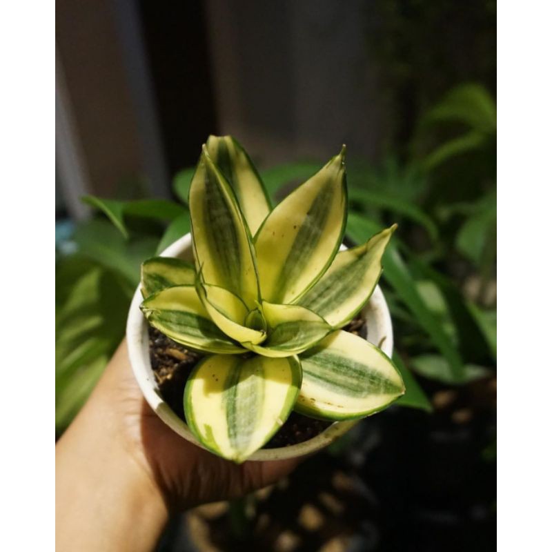 Sansiviera Gold Mini / Lidah Mertua Kuning Mini