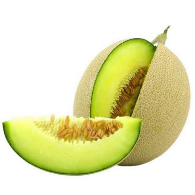 Benih murah melon Benih melon hidropinik