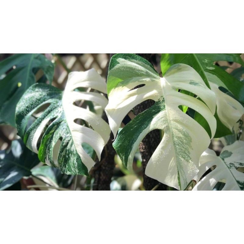 monstera king varigata (bonggol)