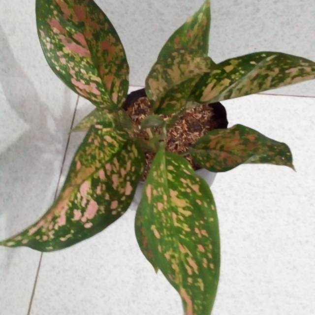 Jual Tanaman Hias Aglaonema Aglonema Ruby Garuda Ukuran Remaja Up