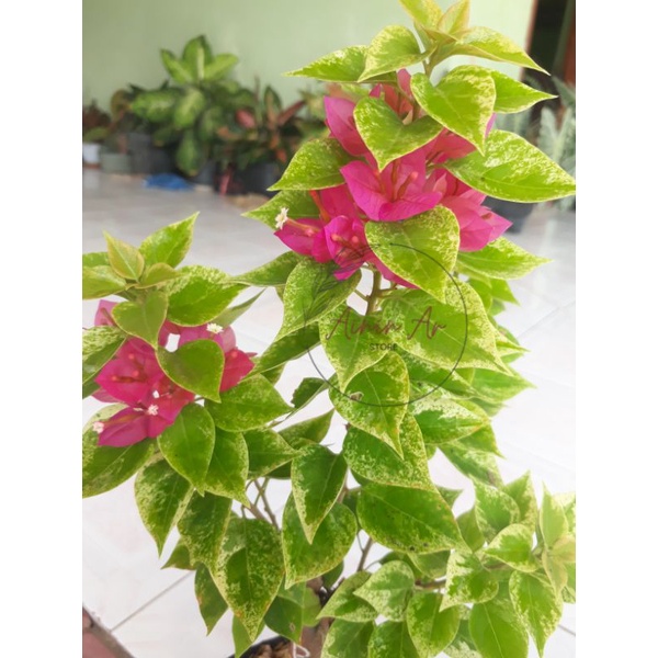 Tanaman hias bunga bougenville singapore jewel merah fanta bibit ori bukan sambungan