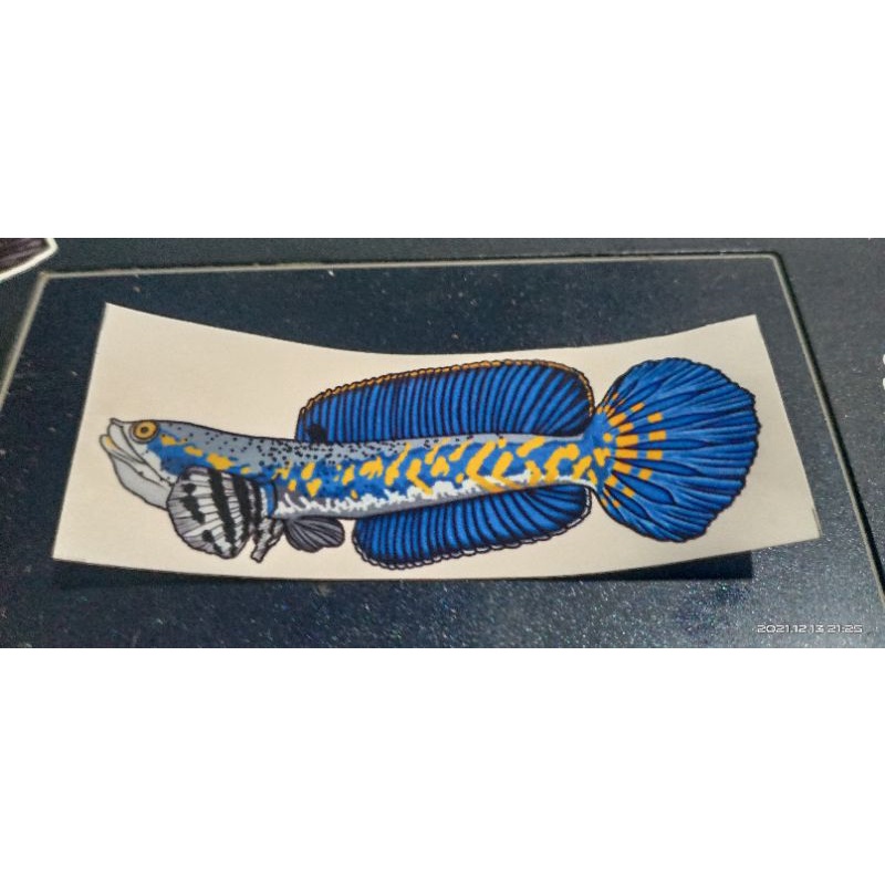 STICKER CHANNA PULCRA PREMIUM MURAH