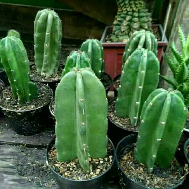 Tanaman hias katus koboi-katus belimbing