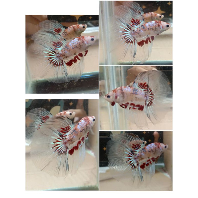 cupang HM multi colour/real picture