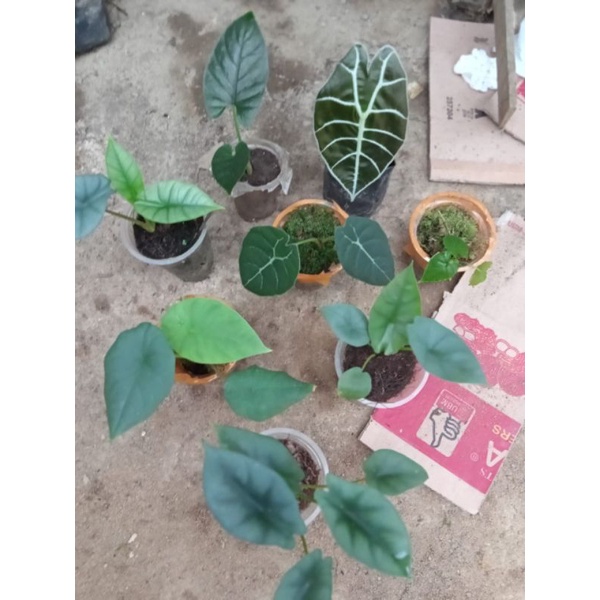 paketan anak alocasia