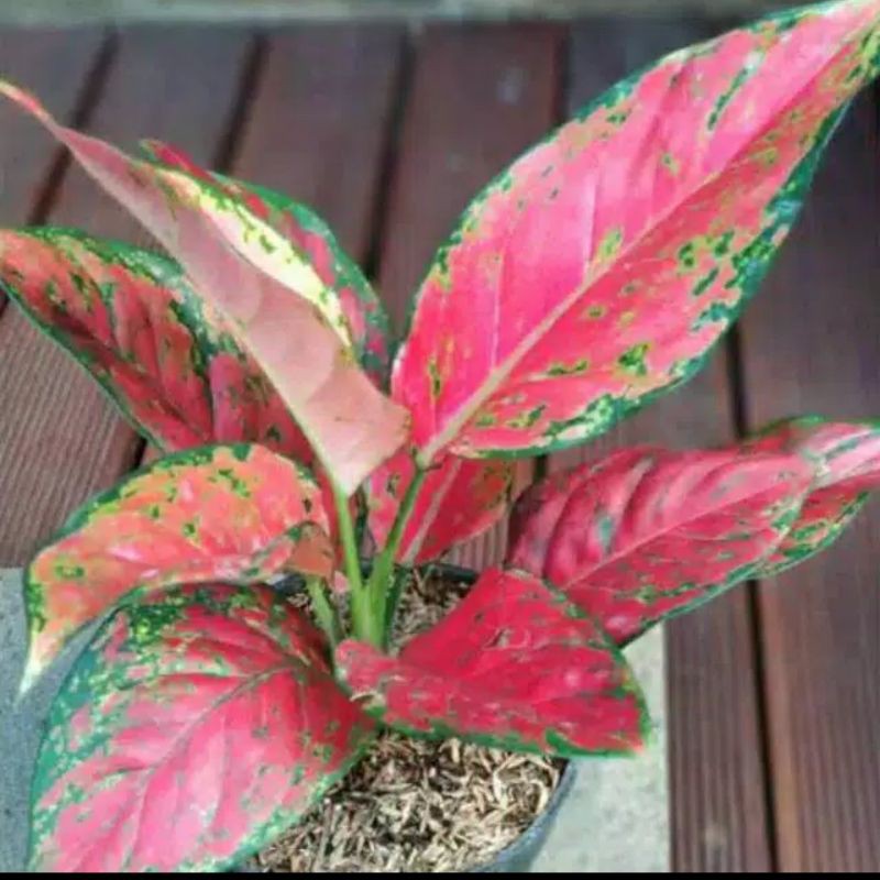 Tanaman Hias Hidup Aglonema Red Venus Aglo Venus