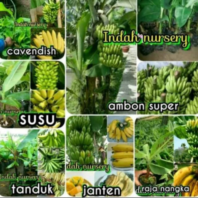 Paket 6 jenis bibit buah pisang  cavendish  cavendis susu 