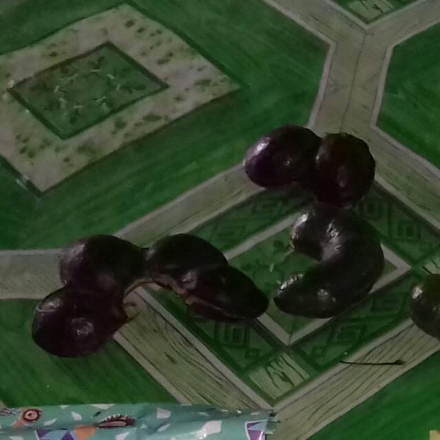 

Jengkol