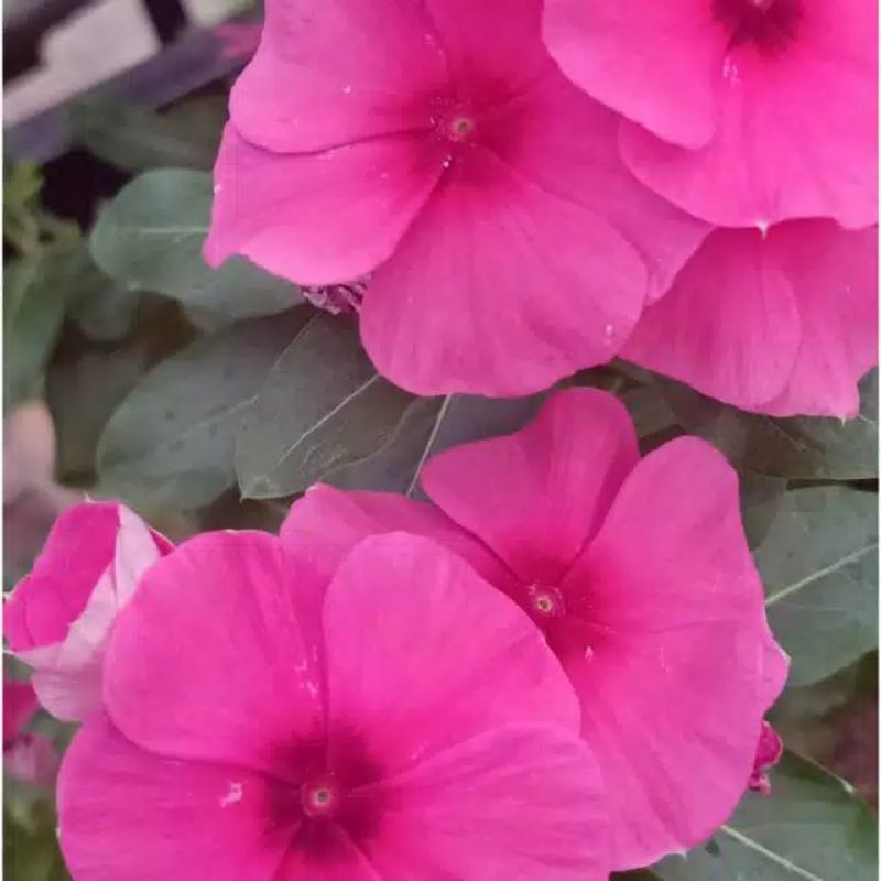 Jual Benih Bibit Bunga Vinca Gantung