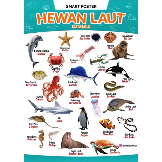 poster hewan laut