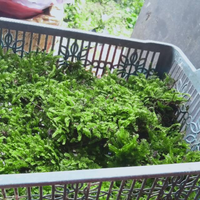Moss weping darat paludarium tanaman aquascape
