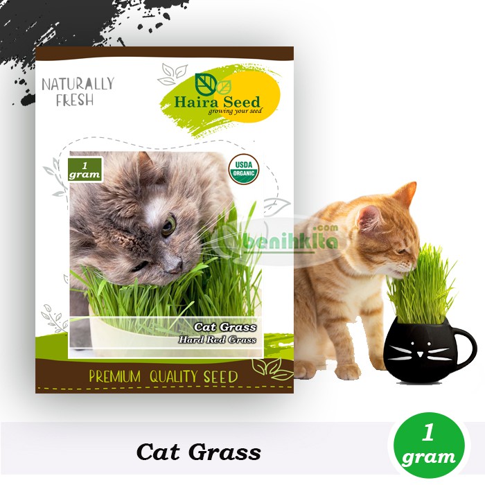 Benih-Bibit Cat Grass Organik (Haira Seed)