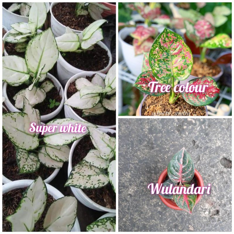 paket 3 jenis bibit aglonema super white,tree colour, Wulandari