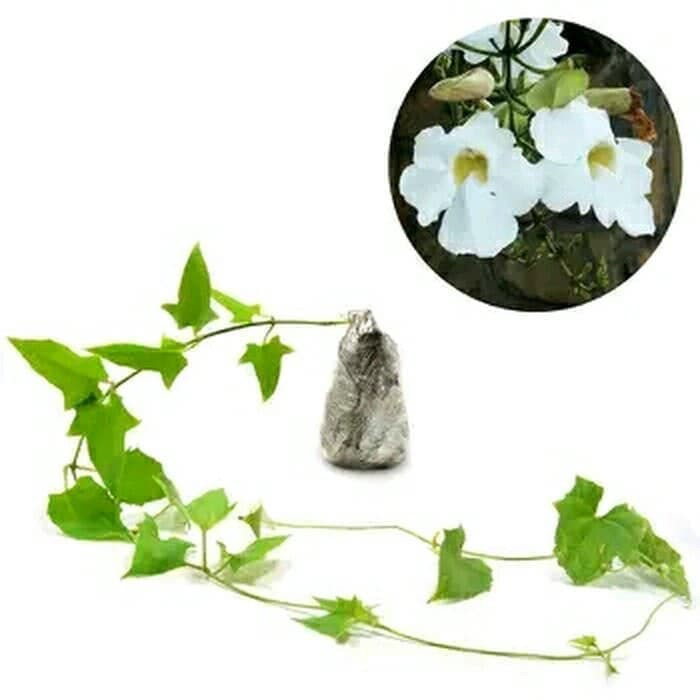 Tanaman Hias Rambat Thunbergia Bunga Putih