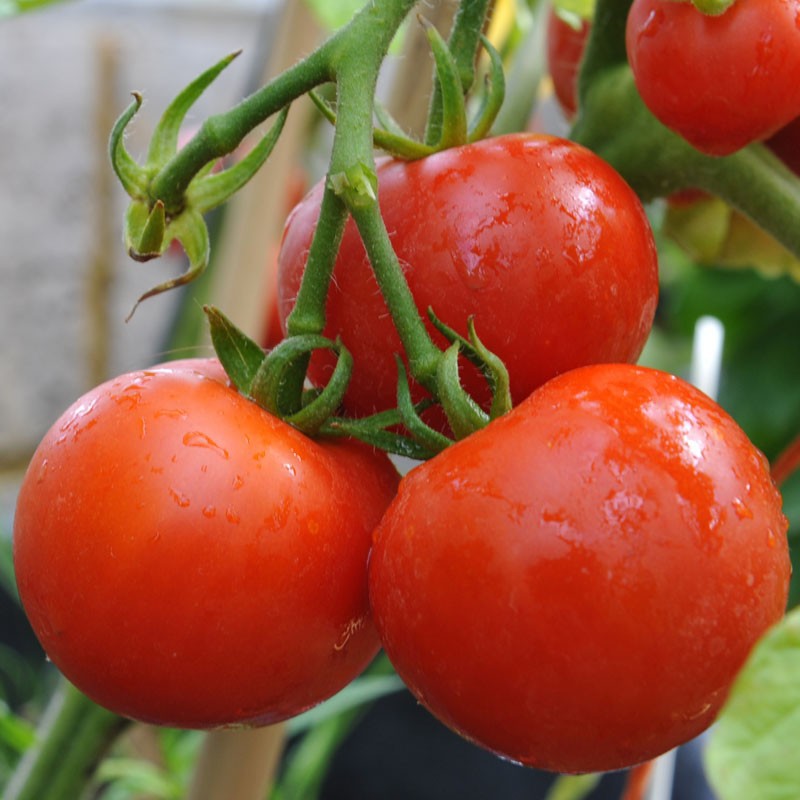 Benih Bibit Biji - Tomato (Standart) Ailsa Craig Seeds - IMPORT