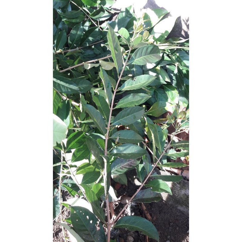 

Daun salam