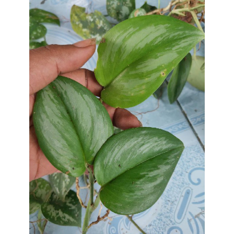 scindapsus/ scindapsus moonlight