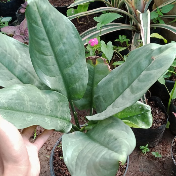 tanaman aglonema silver queen/indukan aglonema silver