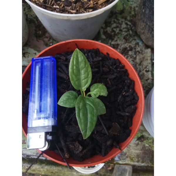 anthurium reflexinervium