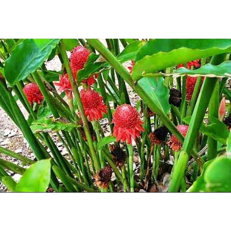 Bibit Kecombrang Hijau Bunga Pink