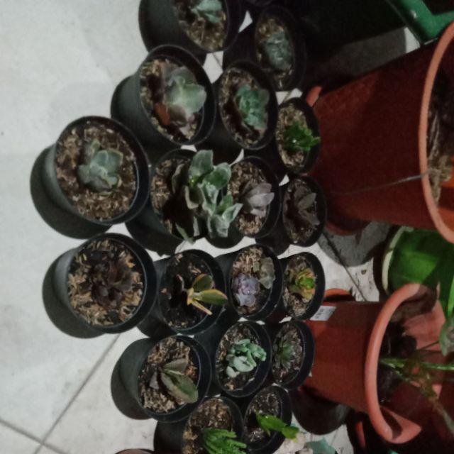 Paket Hemat Tanaman Hias Sukulen Kaktus Isi 5pcs Bisa Indoor Outdoor