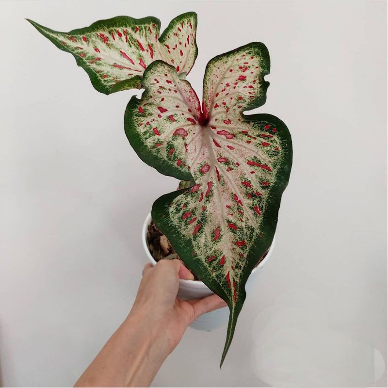 Tanaman hias keladi corong-keladi gingerland