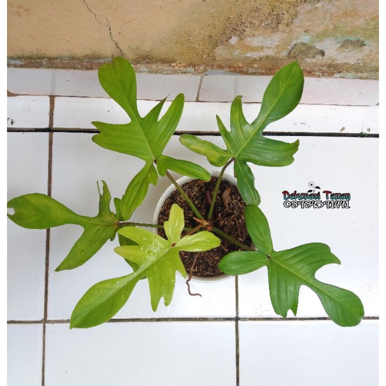 philodendron Florida beauty - flobe - tanaman hias hidup - Philo pedatum - Philo merpati