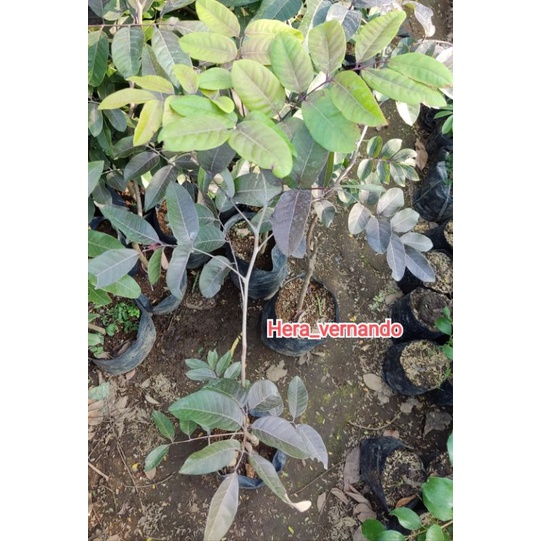 Bibit Kelengkeng Merah 1 meter batang besar super