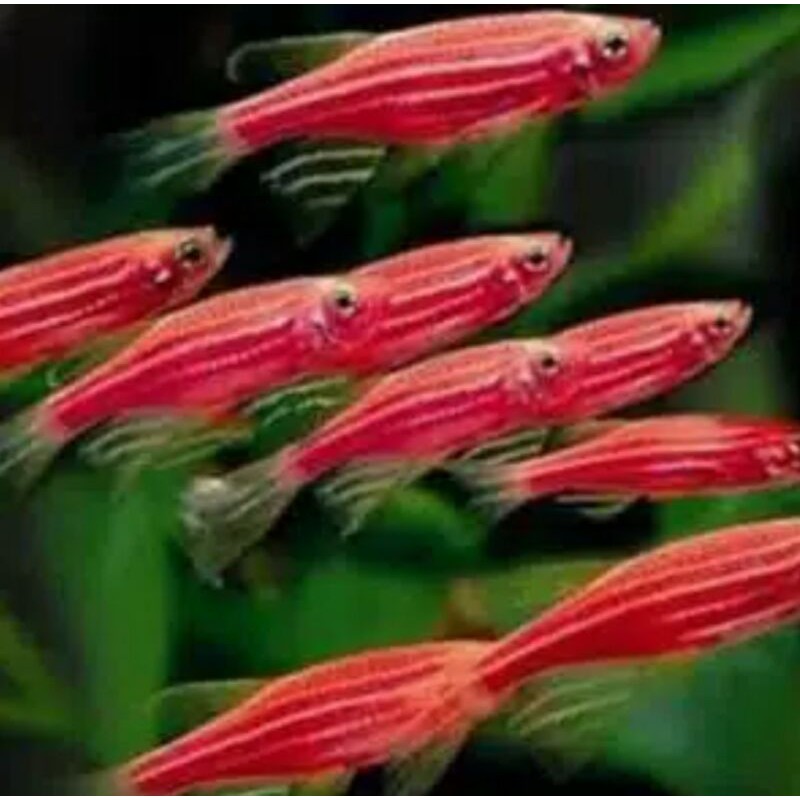 

Ikan Hias Pink Danio