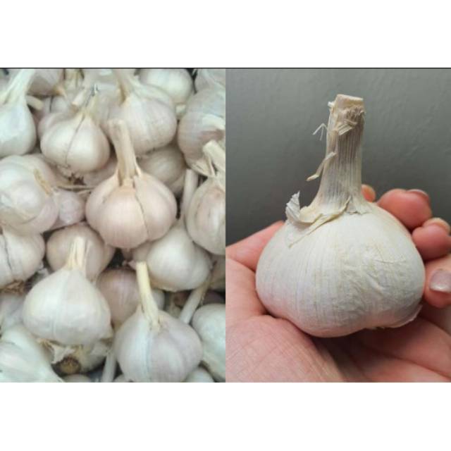 

Bawang putih kating putih bersih 1kg
