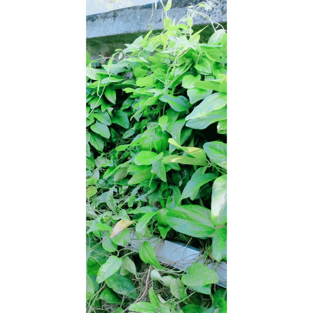 

Daun Cincau Hijau Rambat non Bulu 250gram