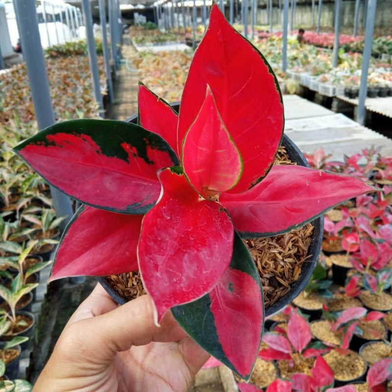 bibit anakan aglonema red suksom