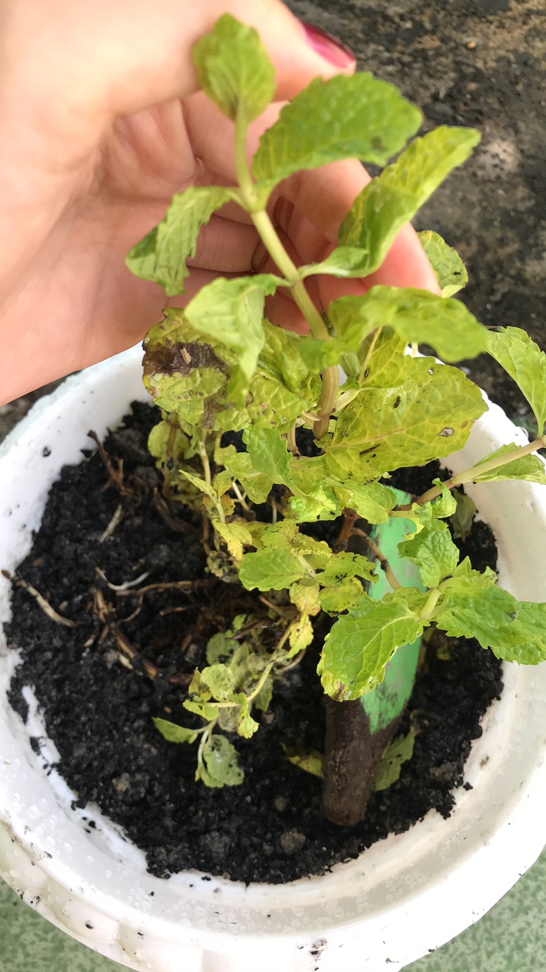 Tanaman Daun Mint