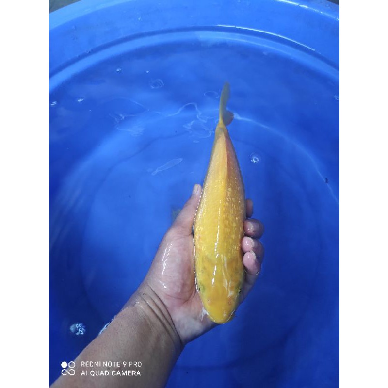 ikan koi karasi ginrin size 30up