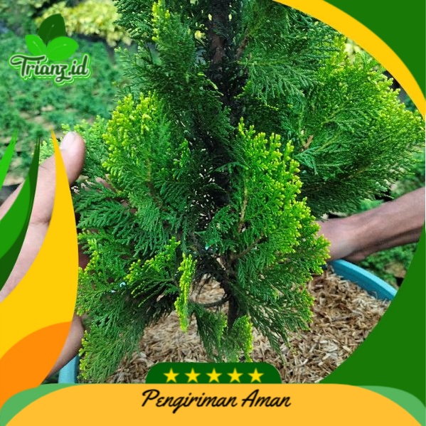 tanaman hias bonsai cemara kipas