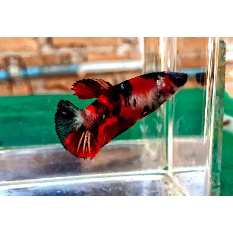 cupang red koi Cooper gold ironmen
