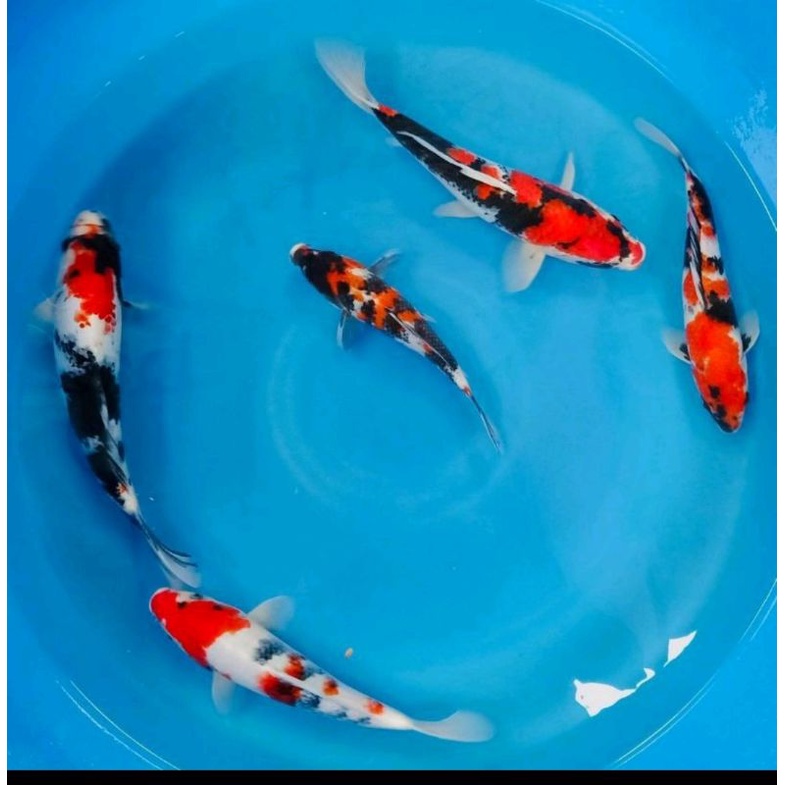 Paket 5 ekor Koi belitar showa15-16cm