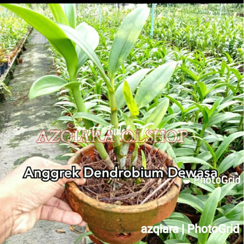 anggrek dendrobium dewasa / anggrek dendro dewasa