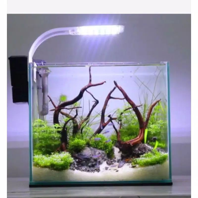 Aquarium jumbo ikan cupang Ikan cupang halfmoon Soliter Mini ikaan hias 20×20×15