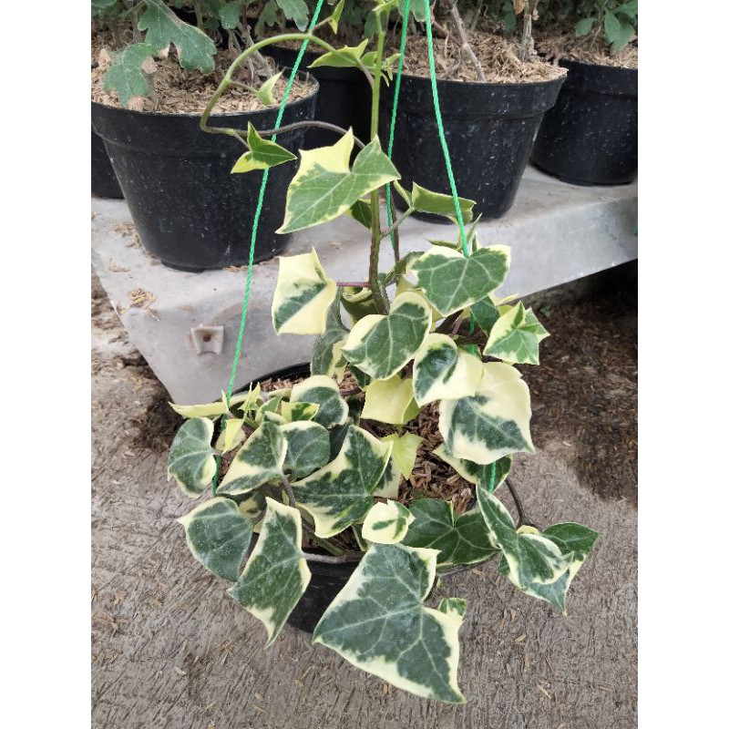 ivy varigata