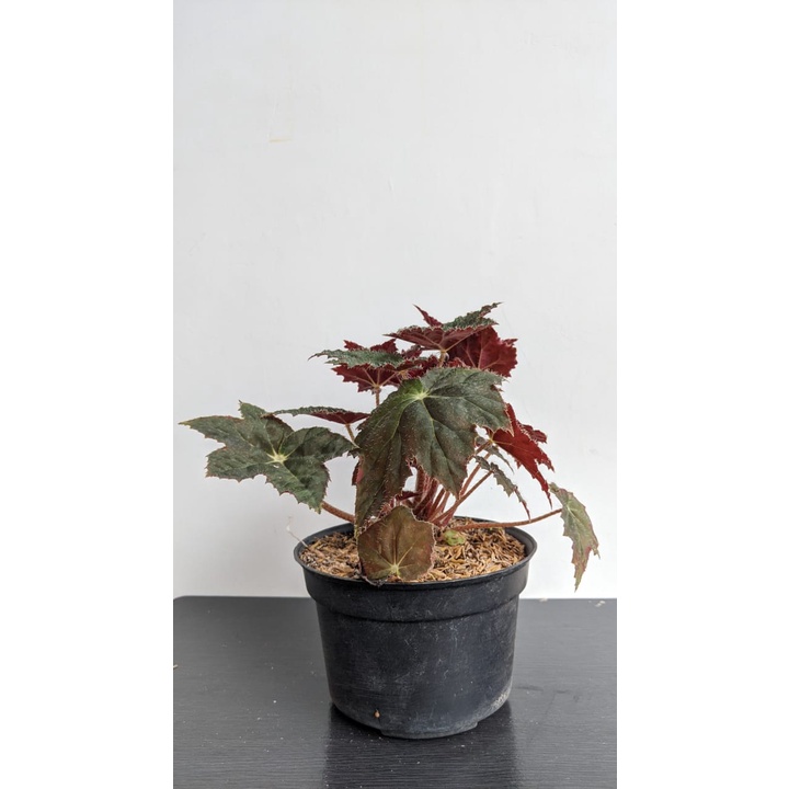 Tanaman Hias begonia bintang - bibit bunga begonia black velvet - BakulKembang