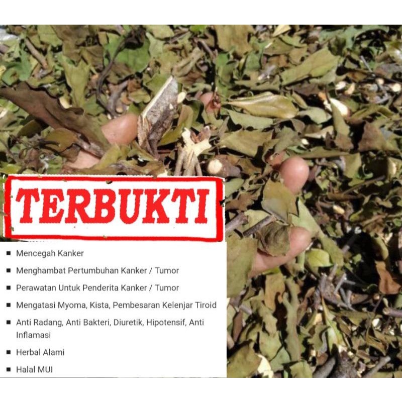 

Jual benalu nangka kering murni 1 kg murah